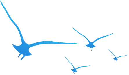 birds